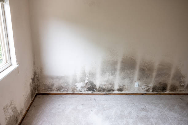 Reliable Kendall Park, NJ Mold Inspection, Removal & Remediation Solutions